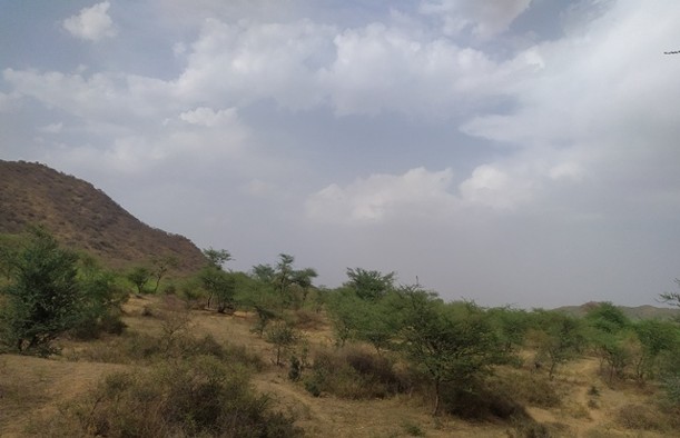 Scrub forest area from Rajasthan