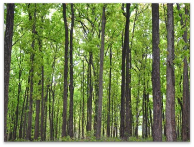 Sal and Teak forests observed in Uttarakhand