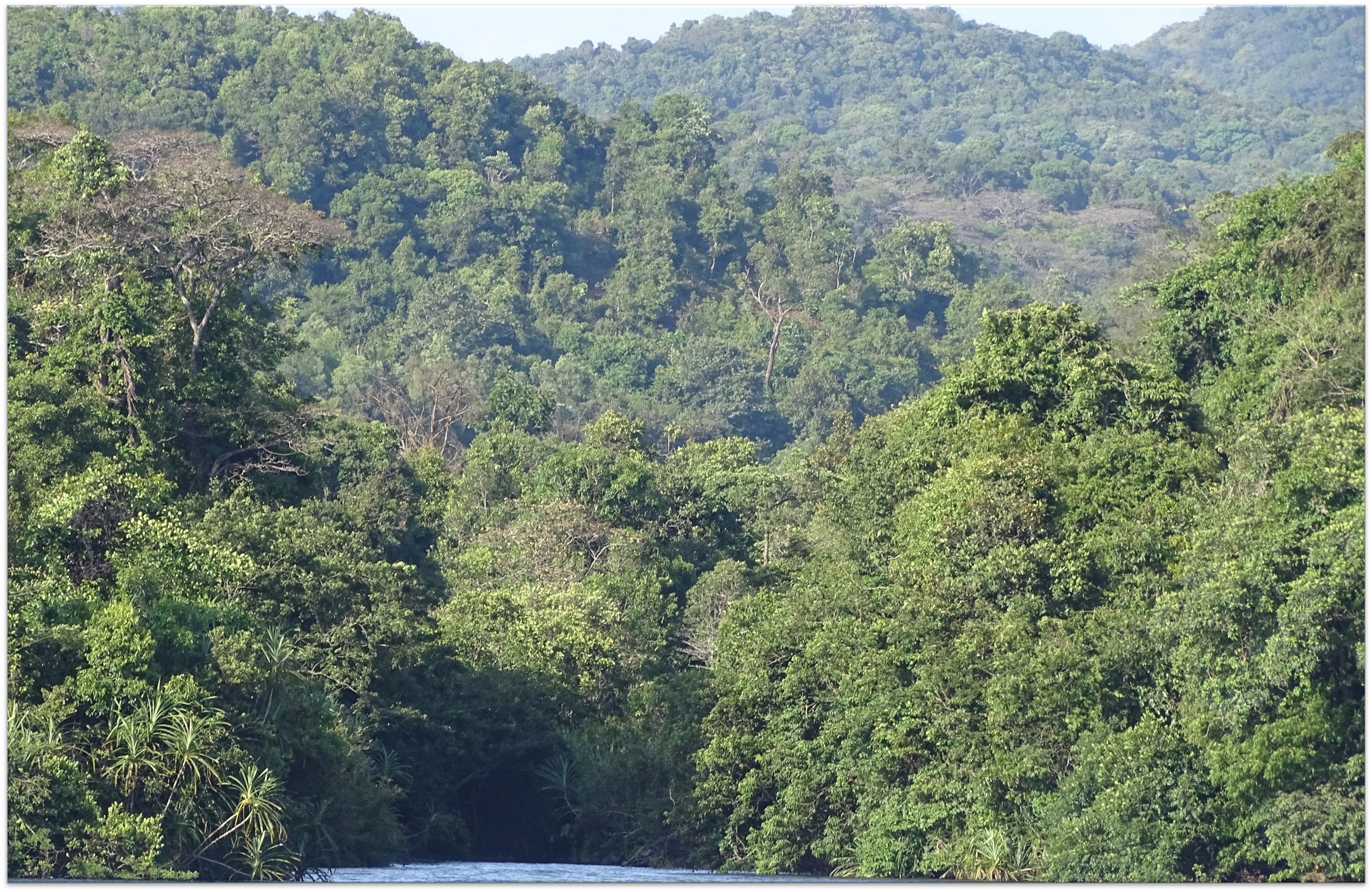 Very Dense forest site