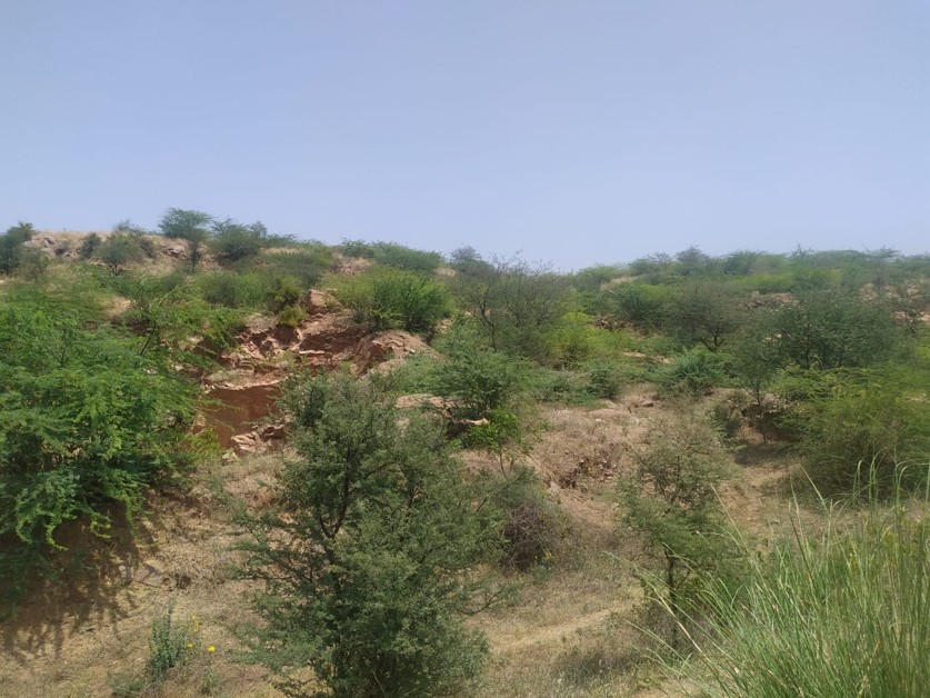 Thorna and scrub forest area from mewat division in Haryana