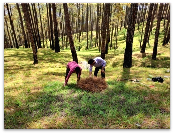 Soil sample collection in Chir Pine forest
